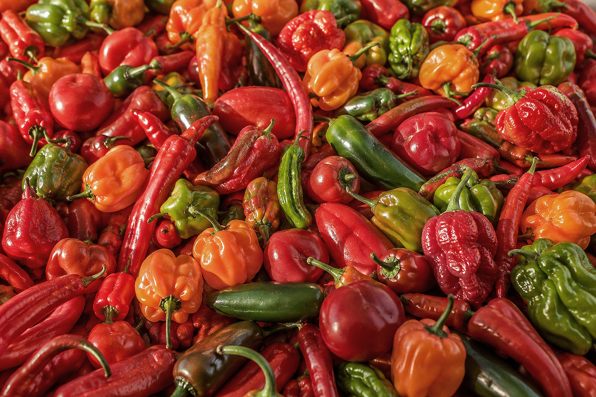 Fresh red, orange and green pepper varieties